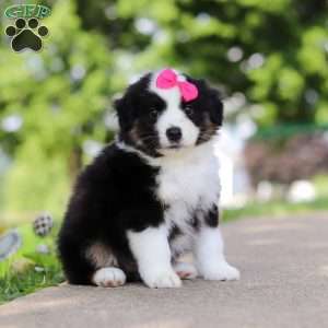 Cisco, Miniature Australian Shepherd Puppy